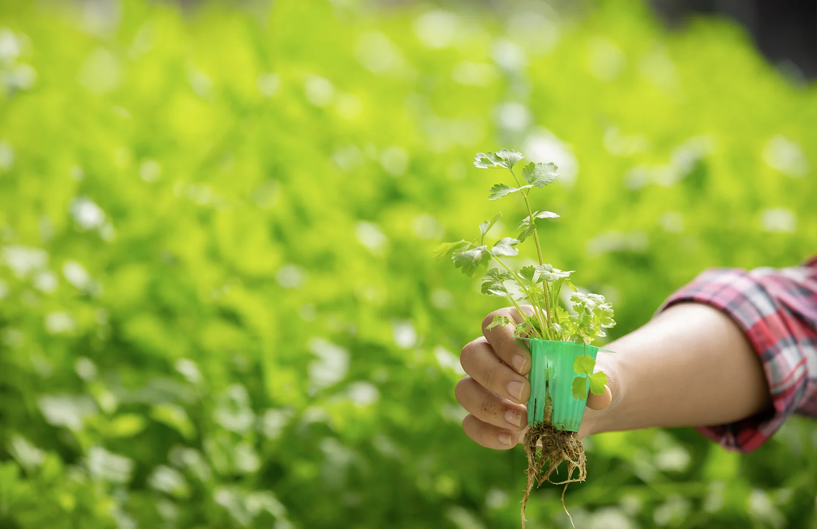 Fotografía relacionada con las etapas del proyecto Bioeconomía Tarapacá y su enfoque estratégico de implementación.