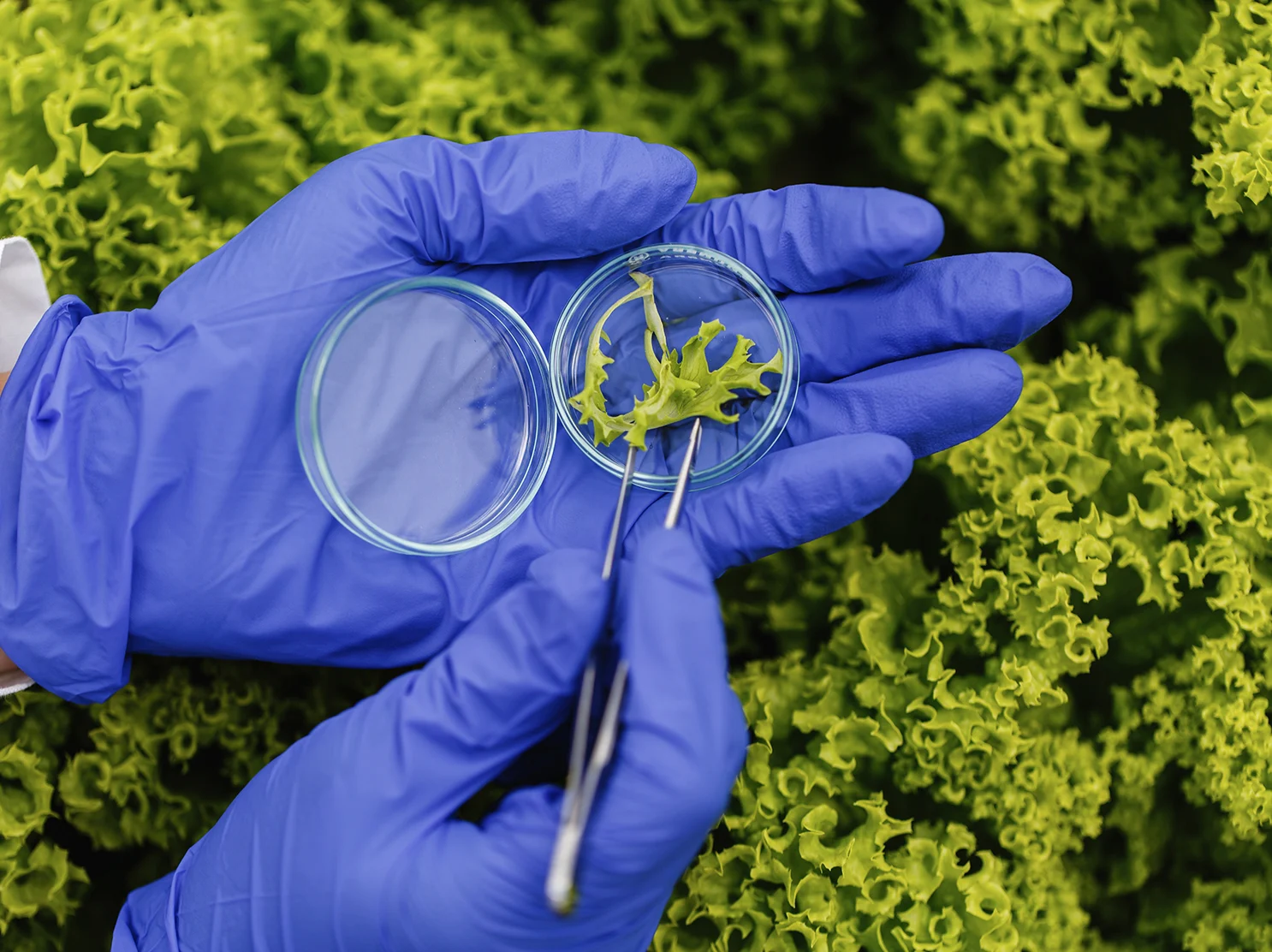 Imagen de apoyo del proyecto Bioeconomía Tarapacá orientada a innovación, sostenibilidad y desarrollo local.